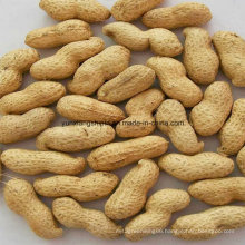 2016 New Crop Roasted Peanut Inshell